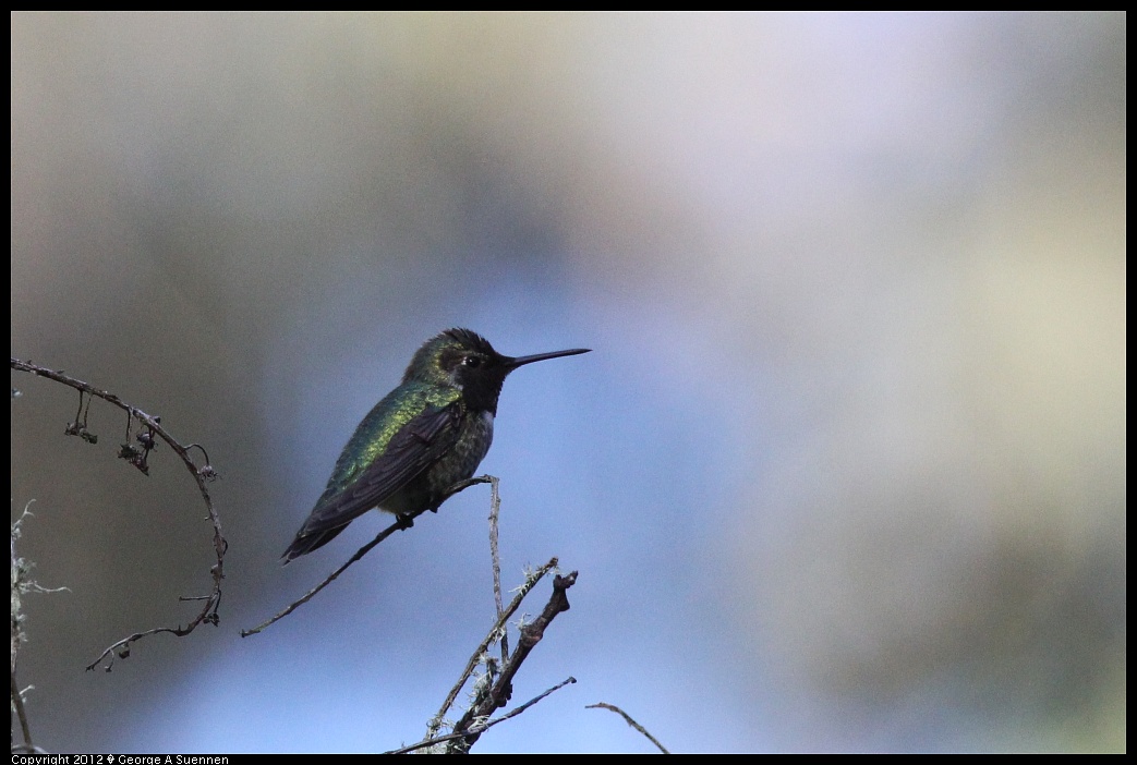 1231-103724-01.jpg - Anna's Hummingbird