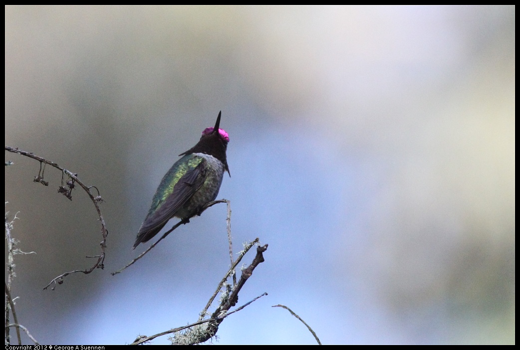 1231-103726-01.jpg - Anna's Hummingbird