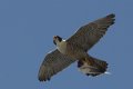 120530-Eastbay-Falcons