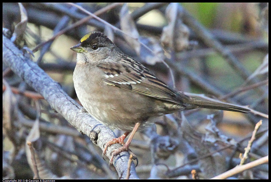 0104-094218-02.jpg - Golden-crowned Sparrow