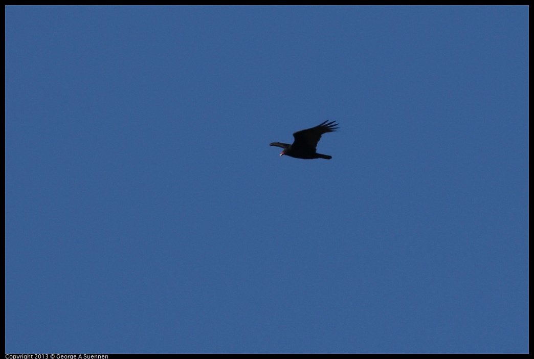 0104-104828-04.jpg - Turkey Vulture