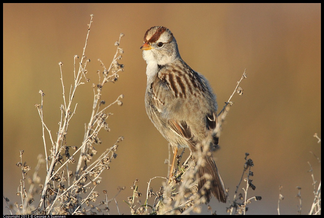 0108-083429-02.jpg - White-crowned Sparrow
