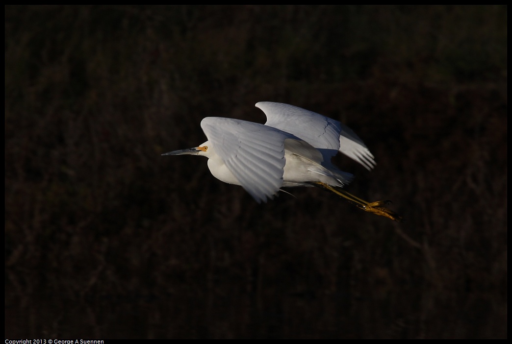 0108-090025-04.jpg - Snowy Egret