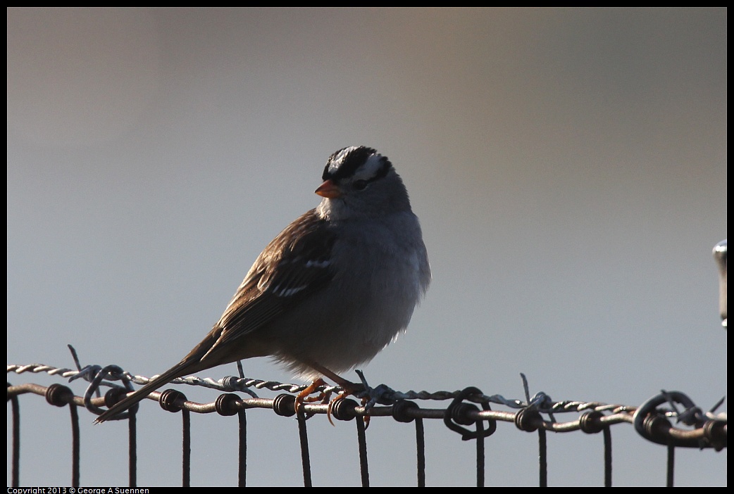 0108-090744-01.jpg - White-crowned Sparrow