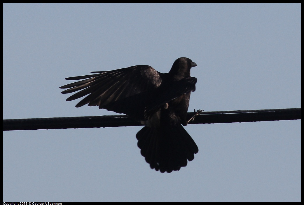 0108-091435-01.jpg - American Crow