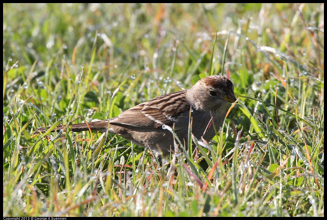 0108-094209-01.jpg - White-crowned Sparrow