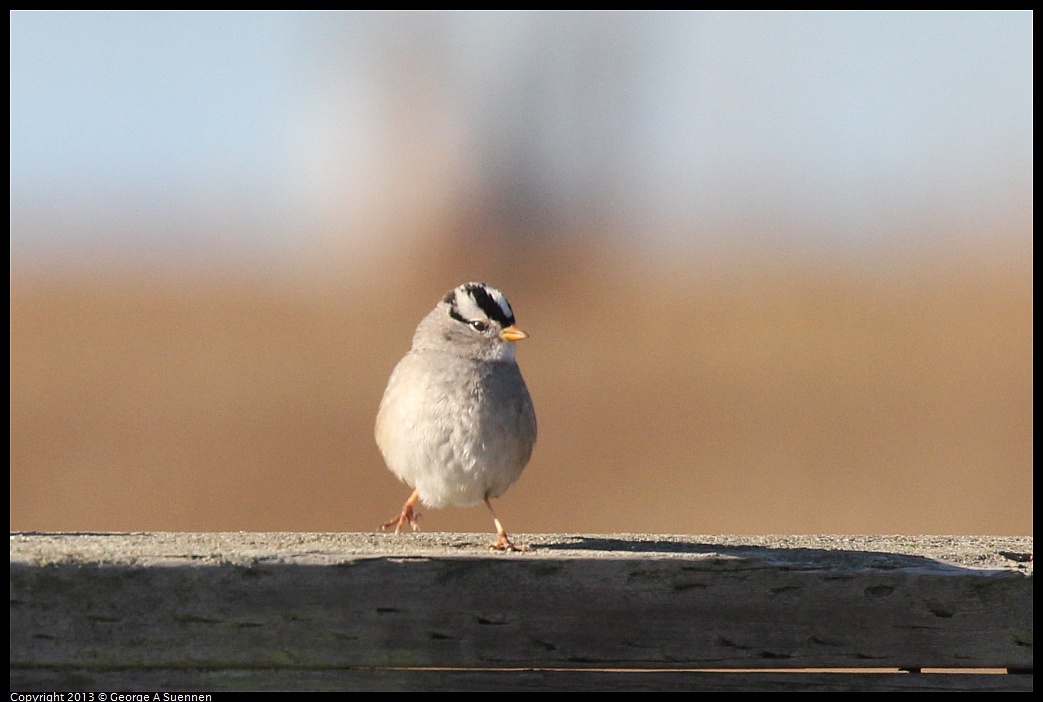 0108-102826-02.jpg - White-crowned Sparrow