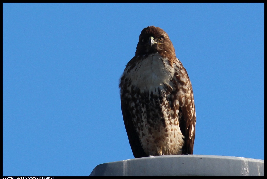 0108-104055-03.jpg - Red-tailed Hawk