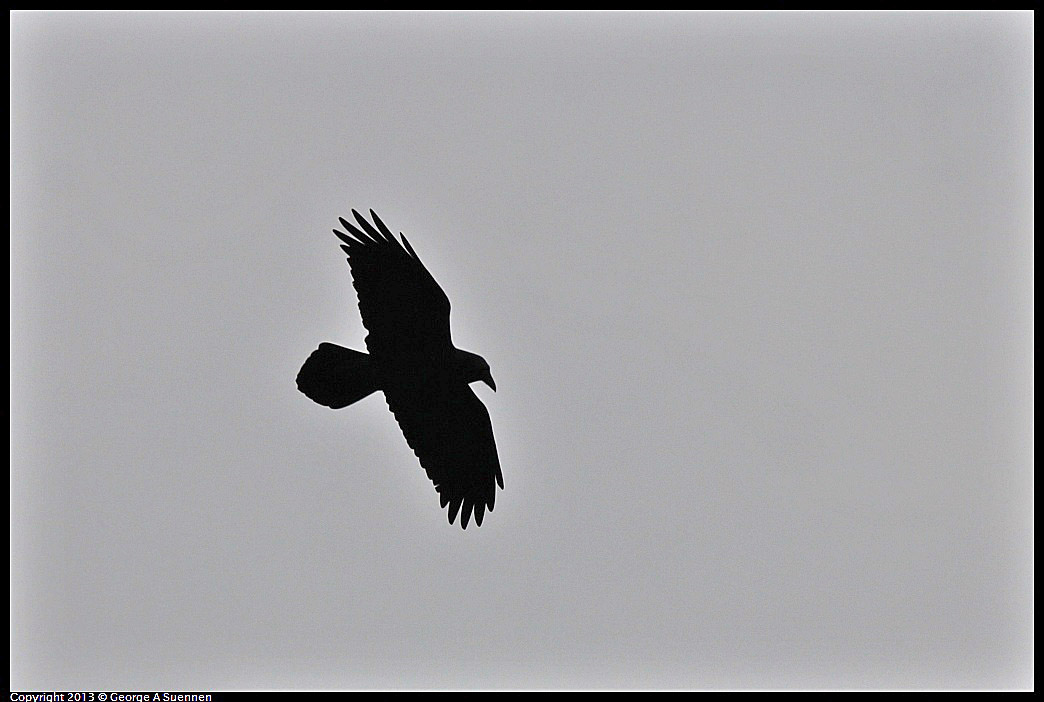 0111-101500-05.jpg - Common Raven