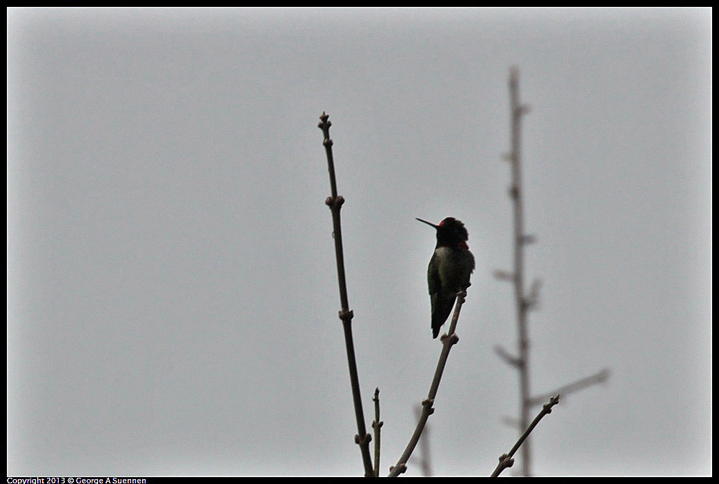 0111-102052-02.jpg - Anna's Hummingbird