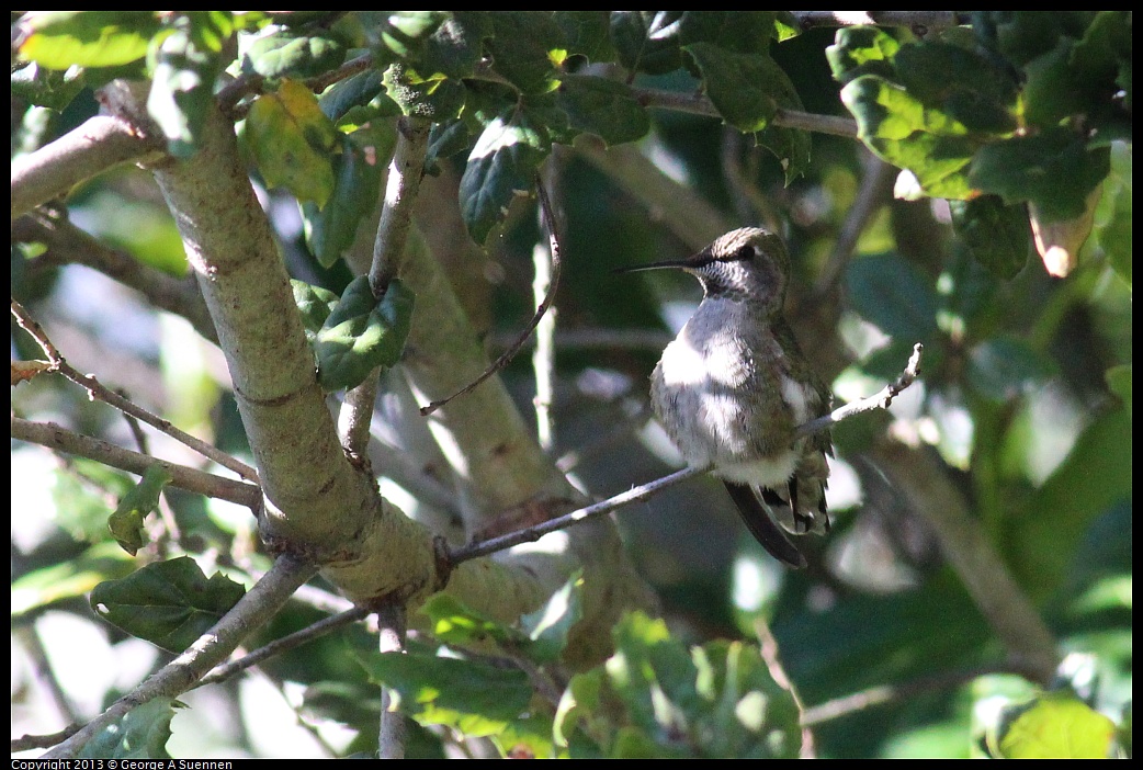 0112-134226-01.jpg - Anna's Hummingbird