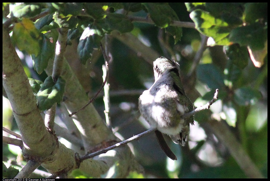 0112-134232-01.jpg - Anna's Hummingbird