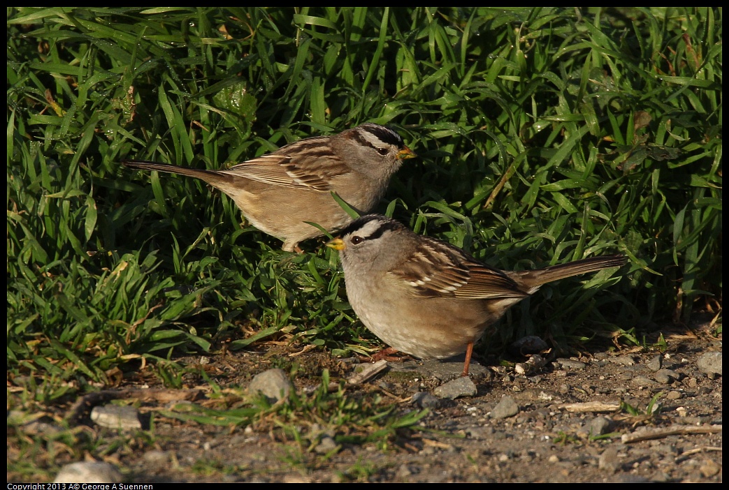 0115-082523-02.jpg - White-crowned Sparrow