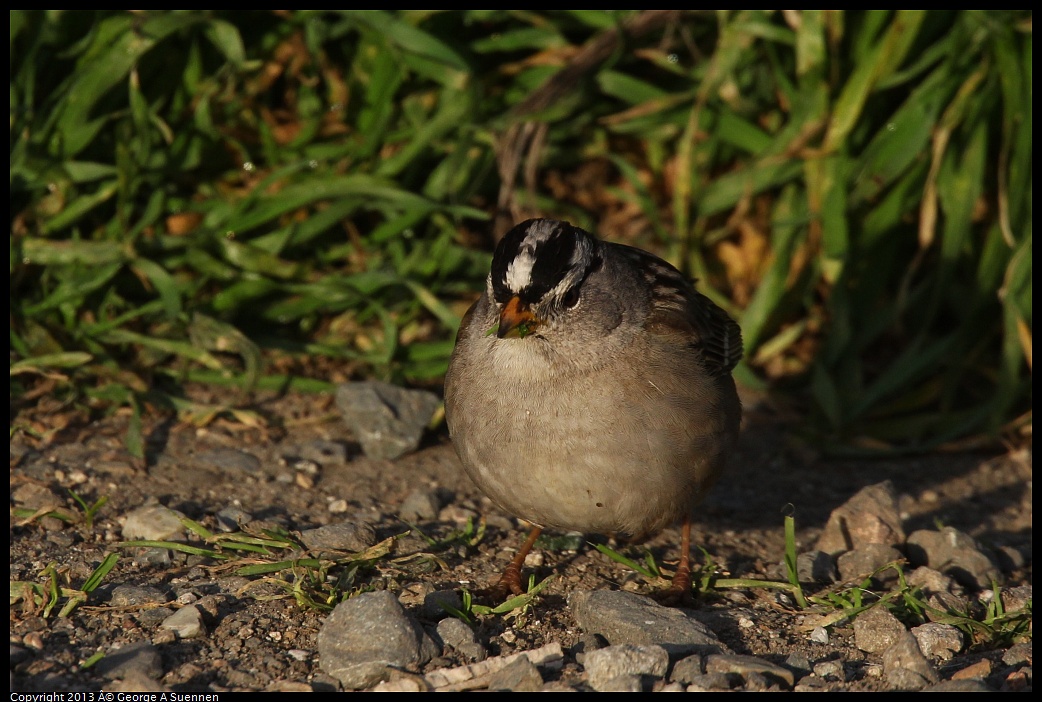 0115-082540-02.jpg - White-crowned Sparrow