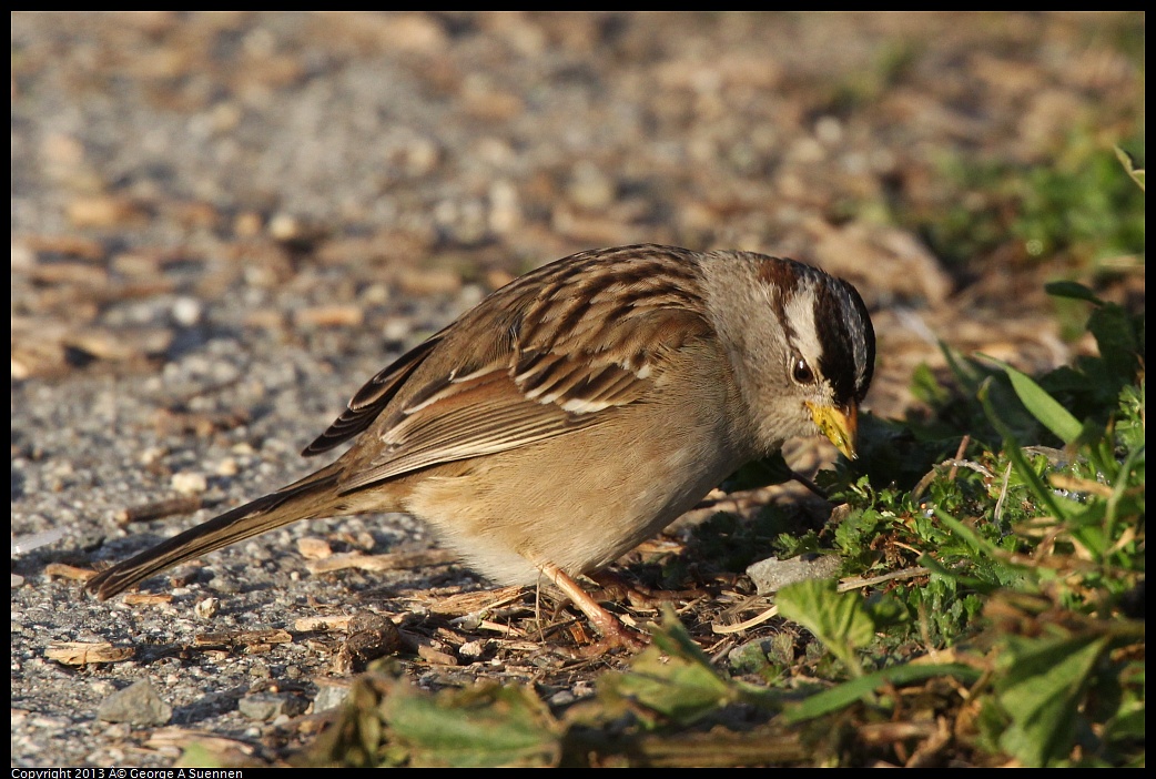 0115-082546-01.jpg - White-crowned Sparrow