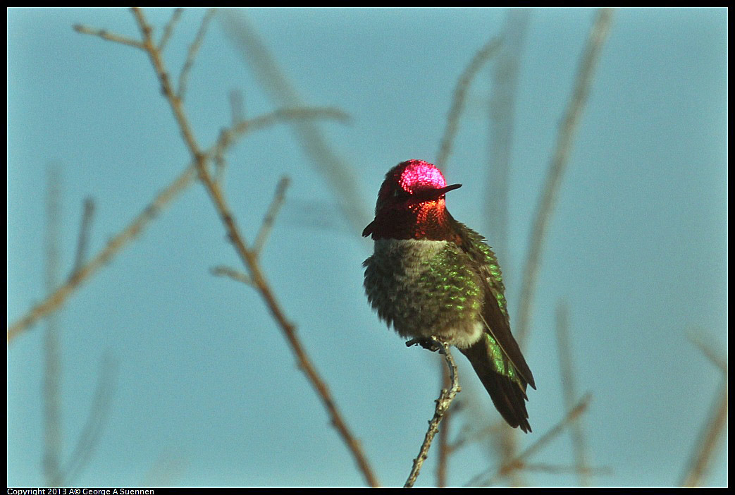 0115-083508-02.jpg - Anna's Hummingbird