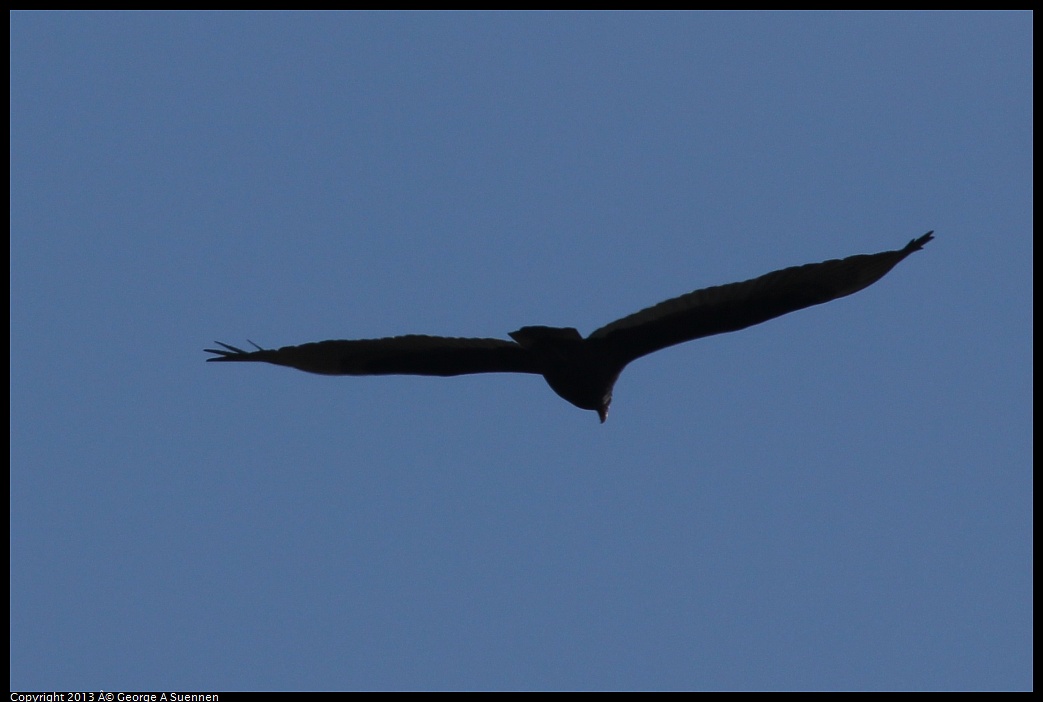 0119-120706-01.jpg - Turkey Vulture (Id only)