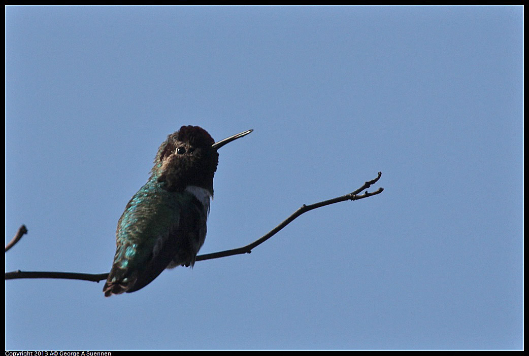 0119-120926-01.jpg - Anna's Hummingbird