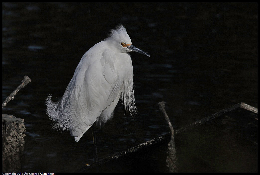 0119-121051-01.jpg - Snowy Egret