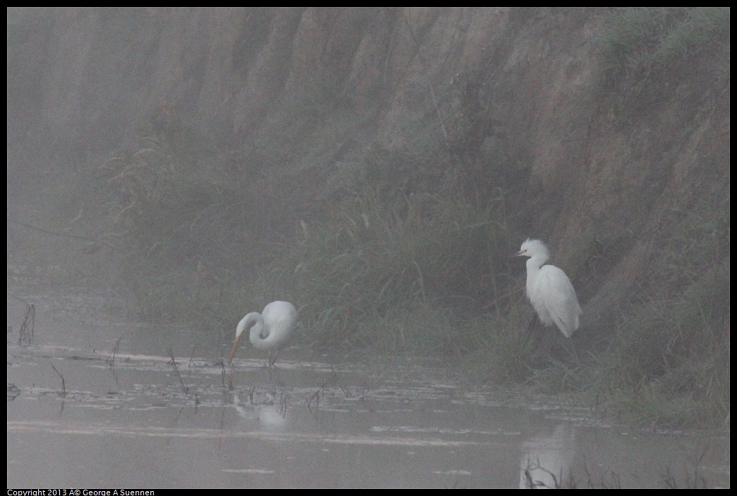 0119-072246-02.jpg - Great and Snowy Egret