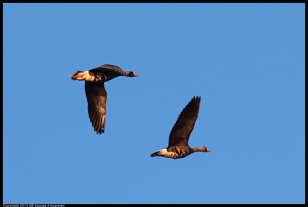 0119-080151-01.jpg - Greater White-fronted Goose