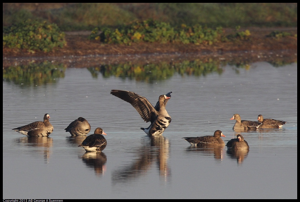 0119-081137-01.jpg - Greater White-fronted Goose