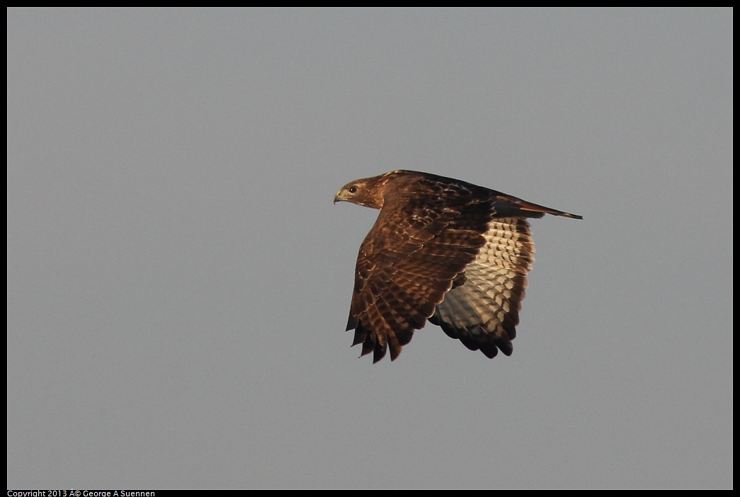 0119-081500-04.jpg - Red-tailed Hawk