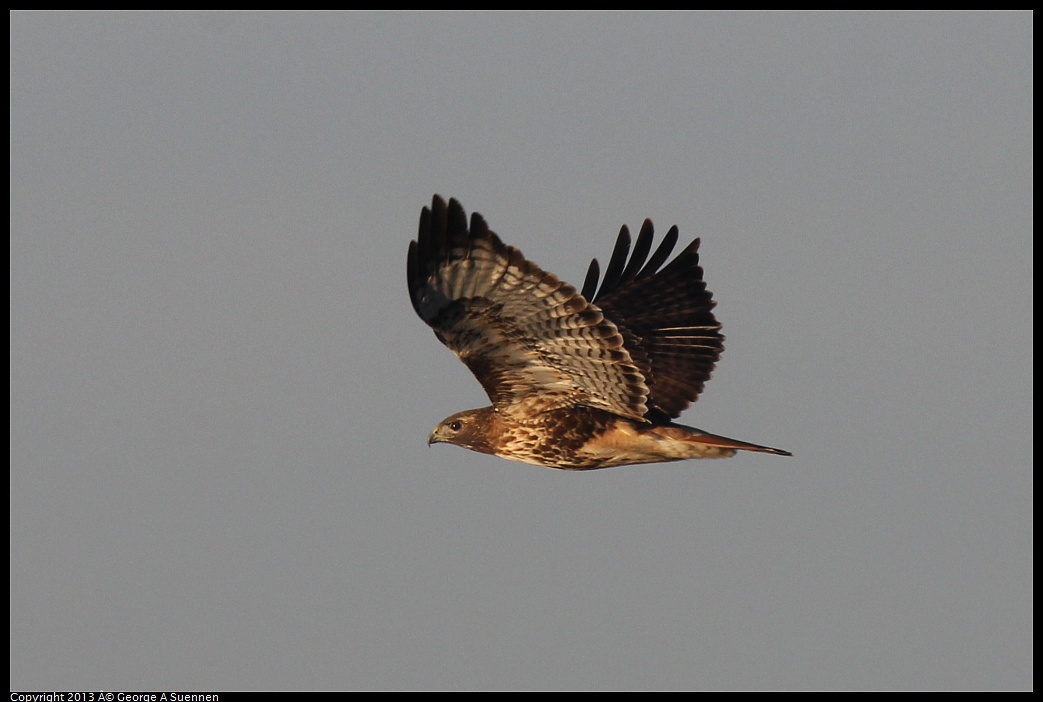 0119-081500-05.jpg - Red-tailed Hawk