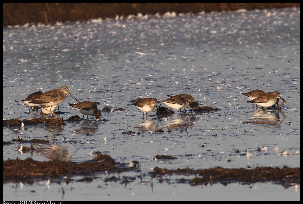 0119-082005-02.jpg - Dunlin and Long-billed Dowitcher