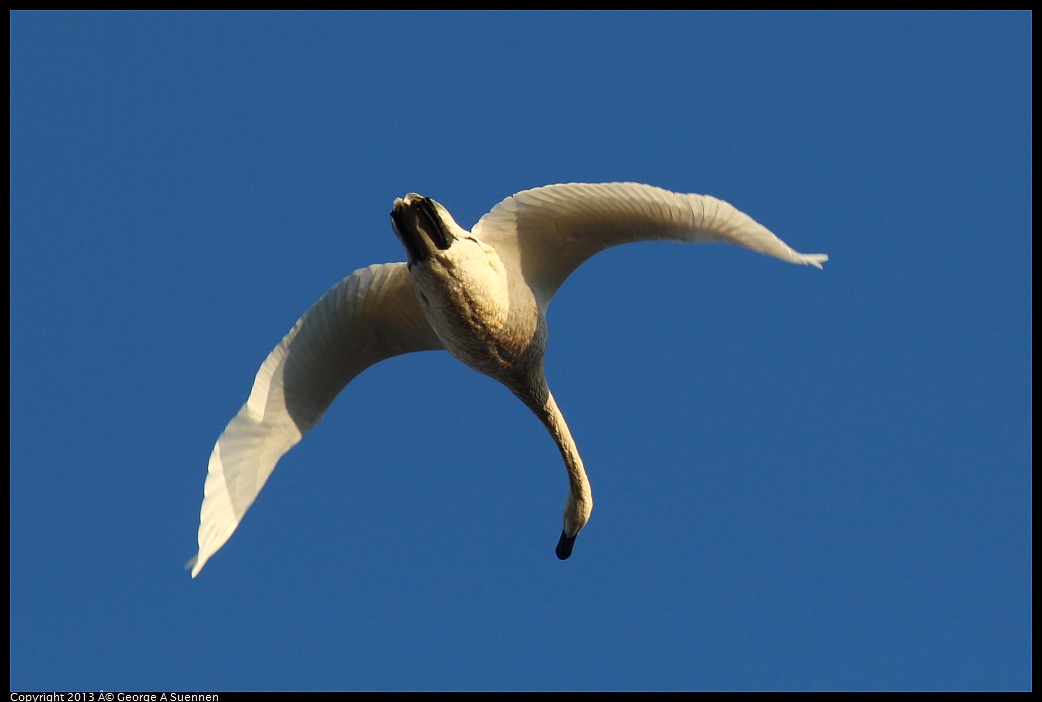 0119-082201-03.jpg - Tundra Swan