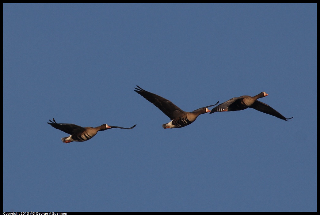 0119-084448-02.jpg - Greater White-fronted Goose