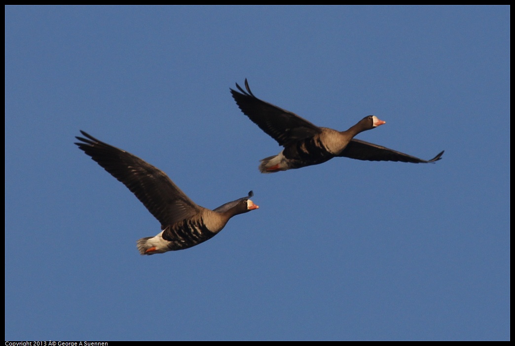 0119-084453-01.jpg - Greater White-fronted Goose