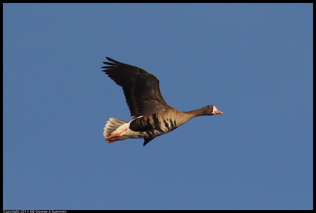 0119-084457-01.jpg - Greater White-fronted Goose