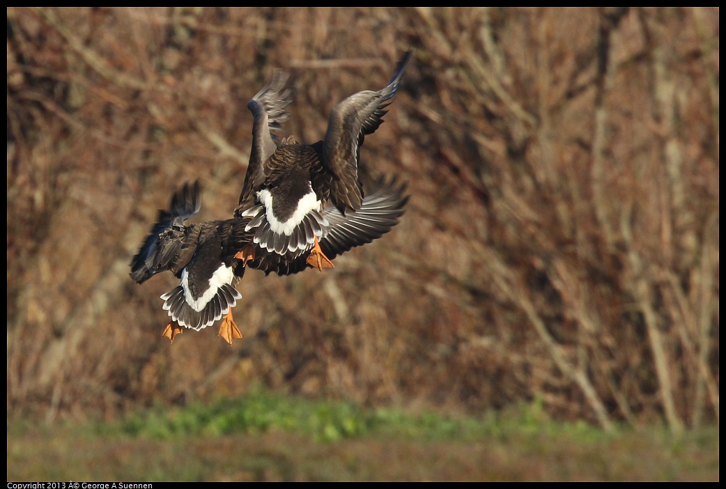 0119-085831-03.jpg - Greater White-fronted Goose