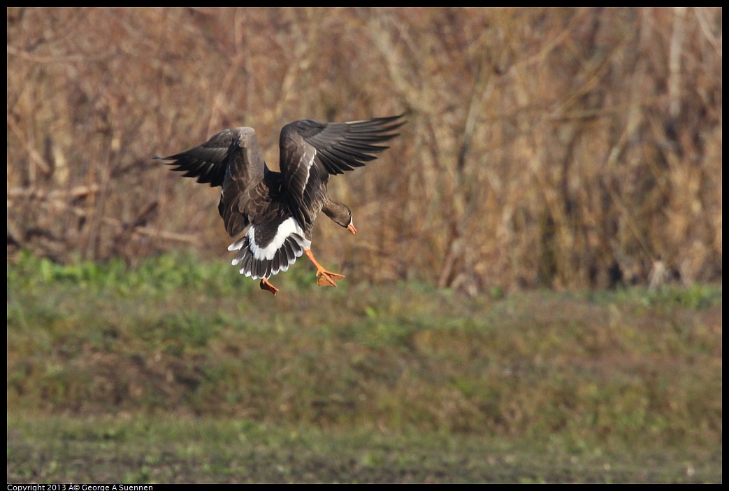 0119-085833-01.jpg - Greater White-fronted Goose