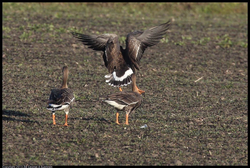 0119-085834-04.jpg - Greater White-fronted Goose