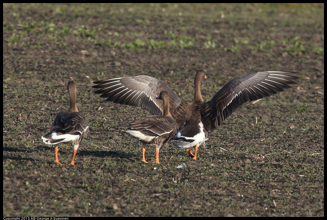 0119-085834-06.jpg - Greater White-fronted Goose