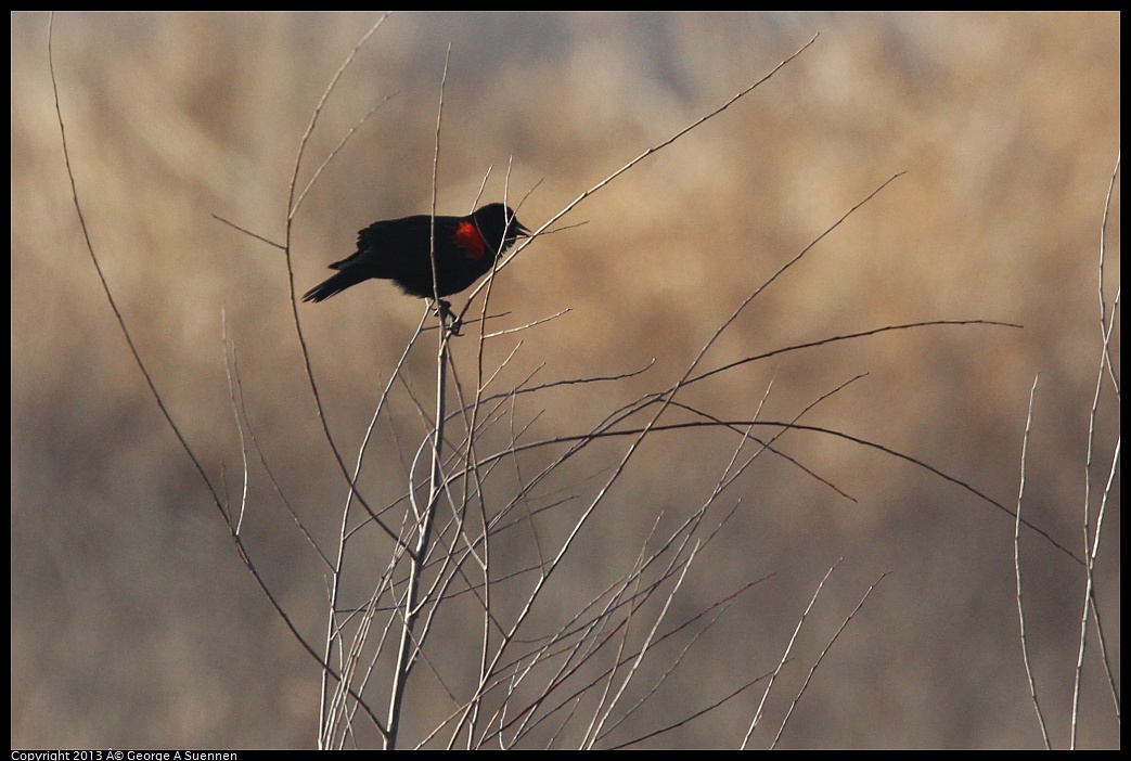 0119-085854-01.jpg - Red-winged Blackbird