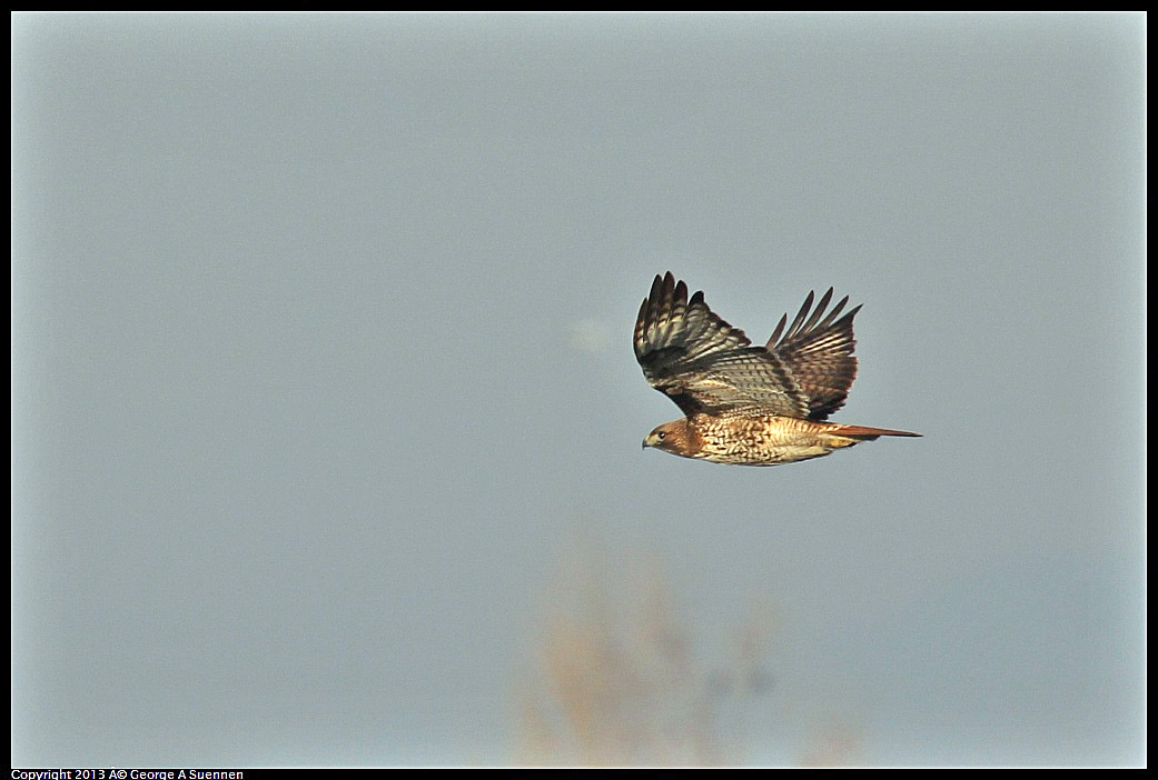 0119-091006-02.jpg - Red-tailed Hawk