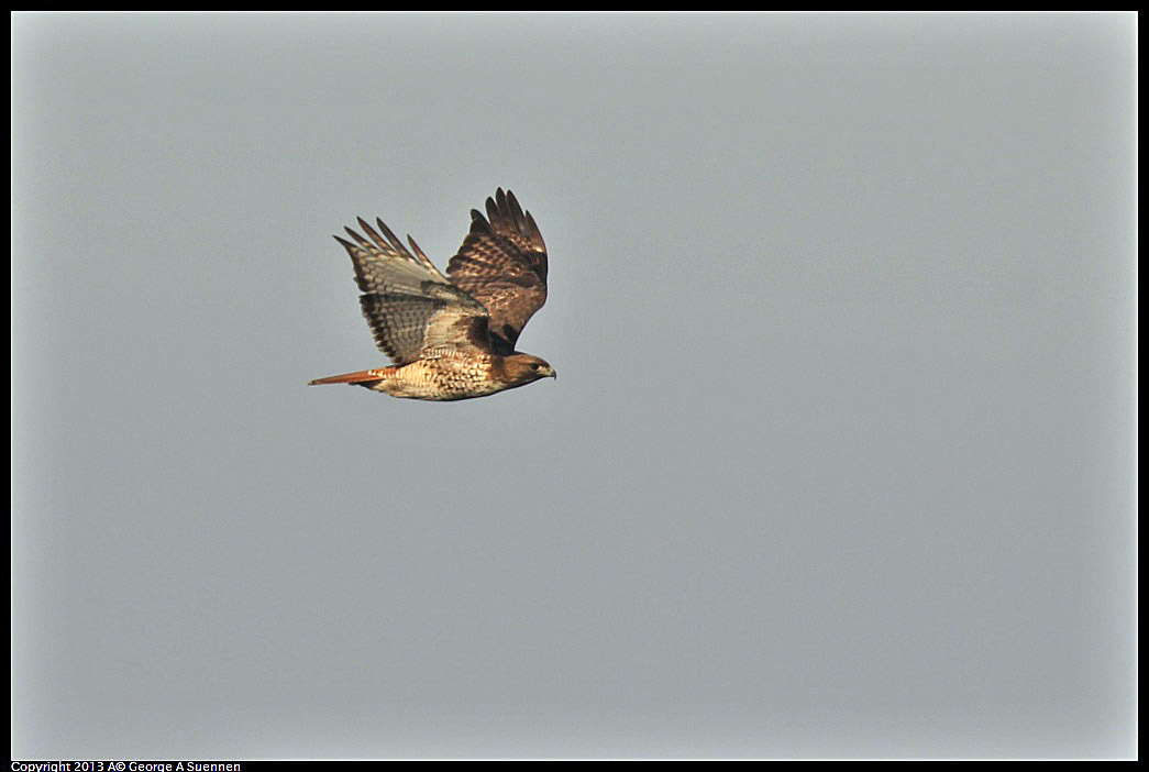 0119-091221-03.jpg - Red-tailed Hawk