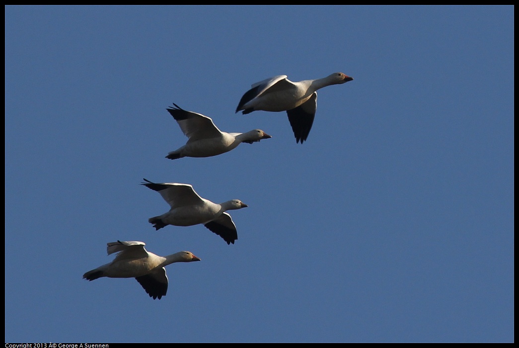0119-092439-04.jpg - Snow and Ross's Goose