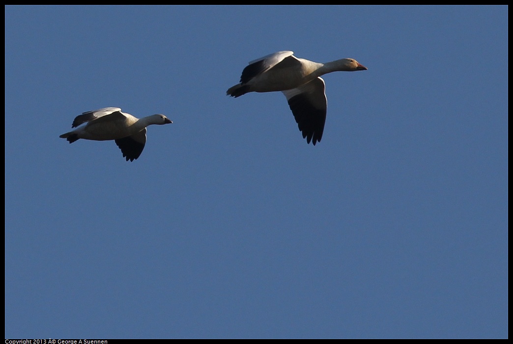 0119-092441-01.jpg - Snow and Ross's Goose