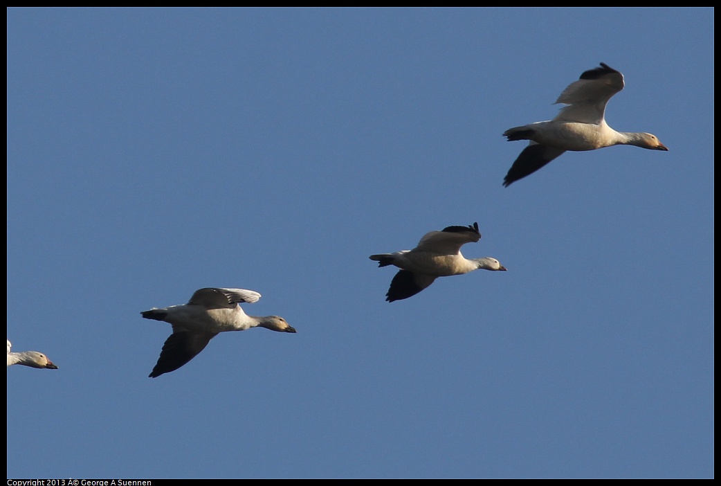 0119-092444-01.jpg - Snow and Ross's Goose