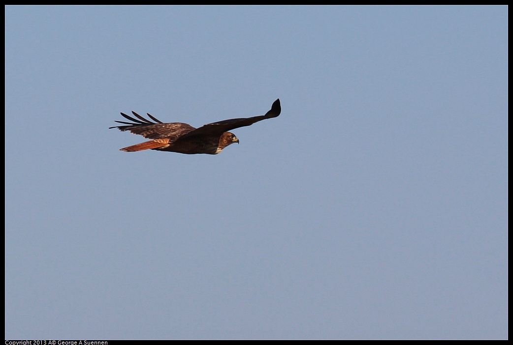 0119-100015-01.jpg - Red-tailed Hawk
