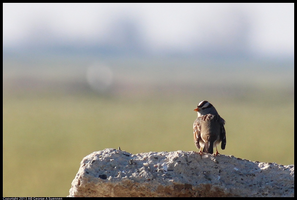 0119-100138-02.jpg - White-crowned Sparrow