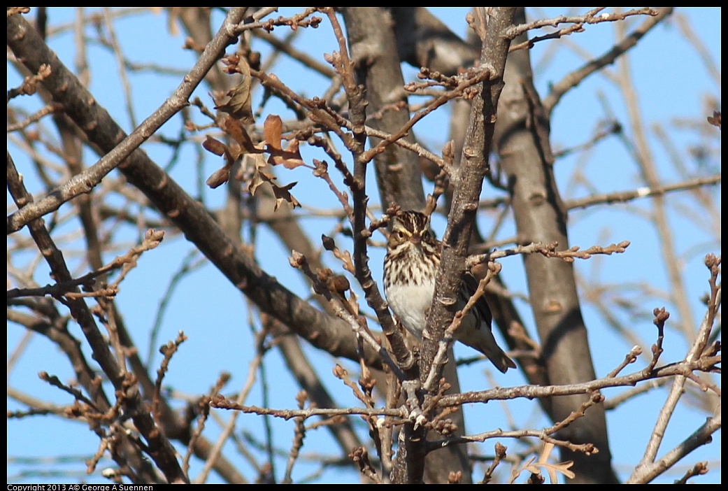 0119-100747-02.jpg - Savannah Sparrow