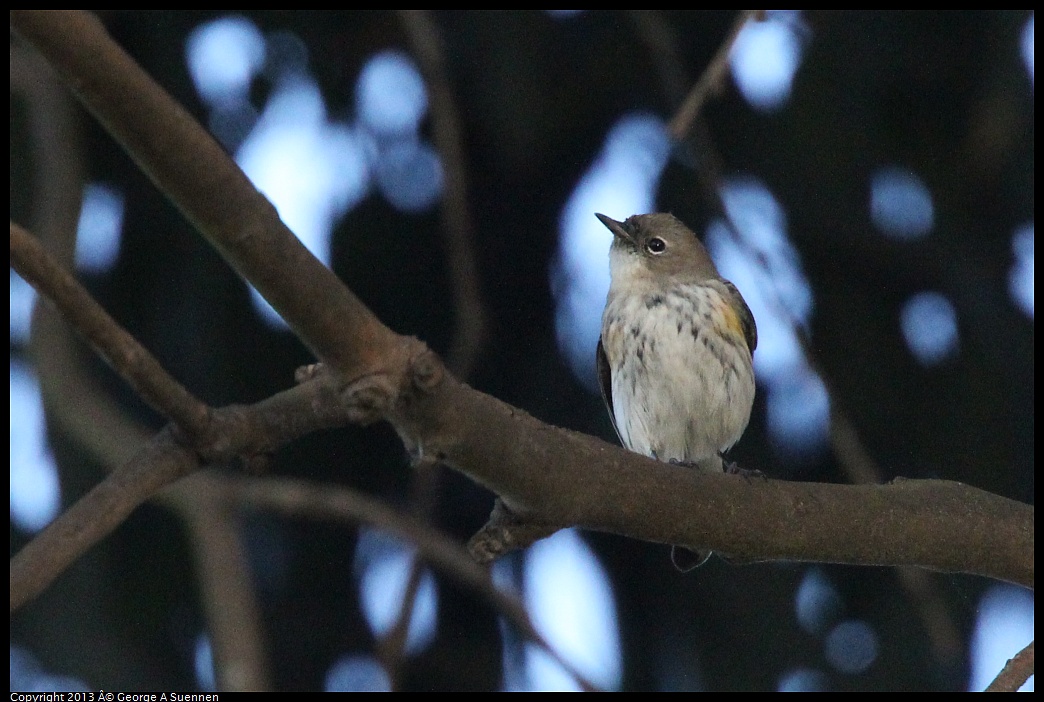 0121-155707-01.jpg - Yellow-rumped Warbler