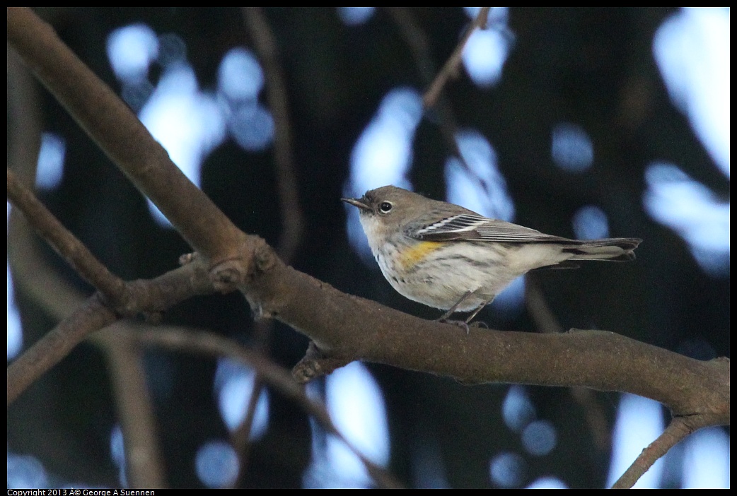 0121-155708-02.jpg - Yellow-rumped Warbler