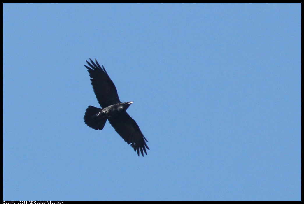 0125-132740-05.jpg - Common Raven