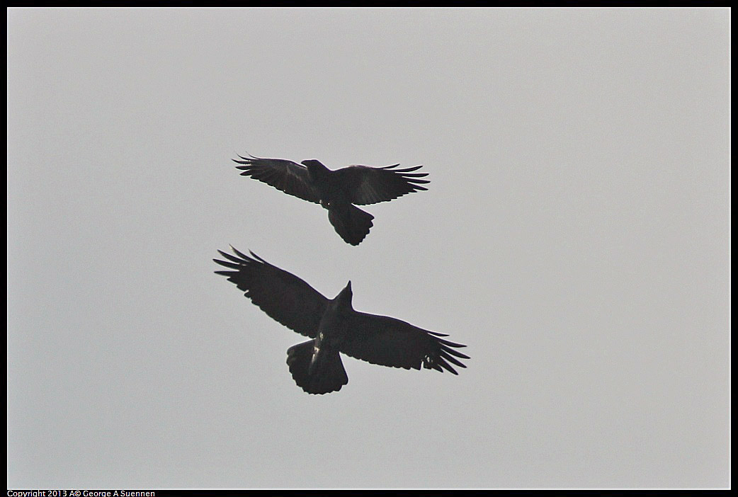 0125-132808-01.jpg - Common Raven